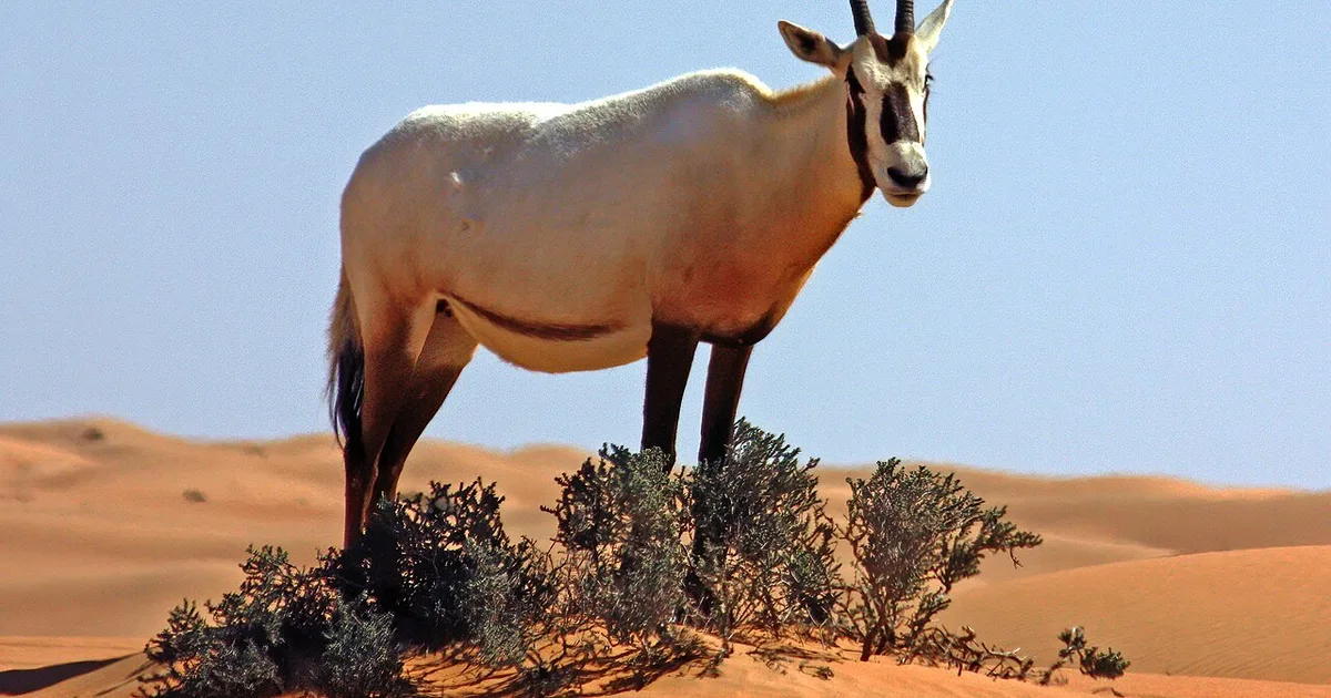 ما هي المحميات الطبيعية والجزر البكر التي تفتحها السعودية للسياحة في 2026؟